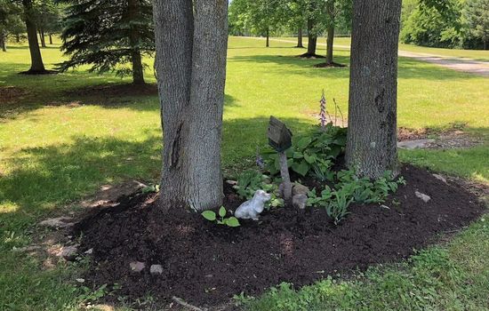 Willow - Base of Trees in Yard_2_11zon