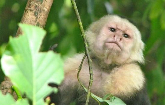 The perfect place to stay in Uvita for nature lovers