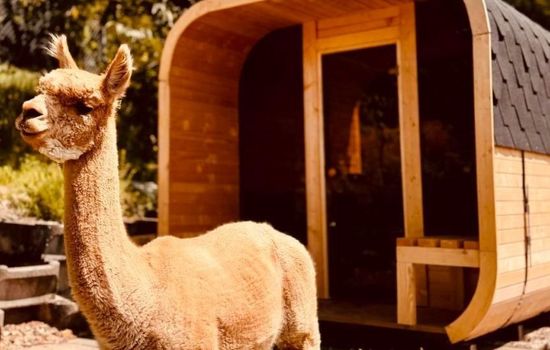 Alpaka-Ferienhaus Oenzlen