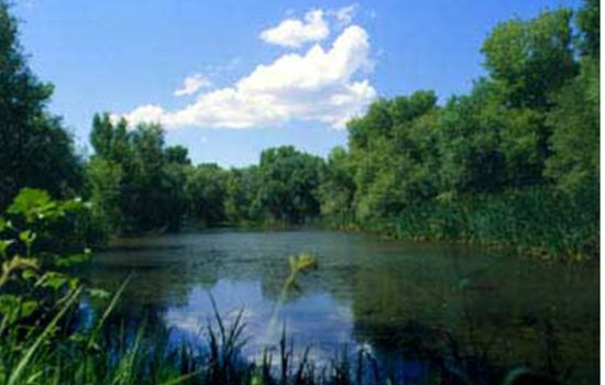 Watson Woods is a 125-acre riparian preserve with hiking trails, interpretive signs and wildlife viewing.