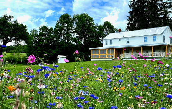 WILDFLOWERS AT FRENCH WOODS FARMHOUSE
