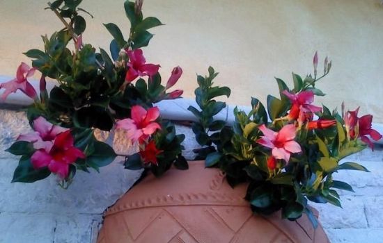 Steinhaus mit Pool im Natur