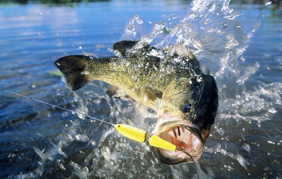 Make sure you get an action shot of your next trophy bass.