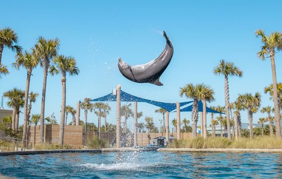 Take a short 5-minute trip to Gulfarium Marine Adventure Park and meet dolphins, sea lions, and more!